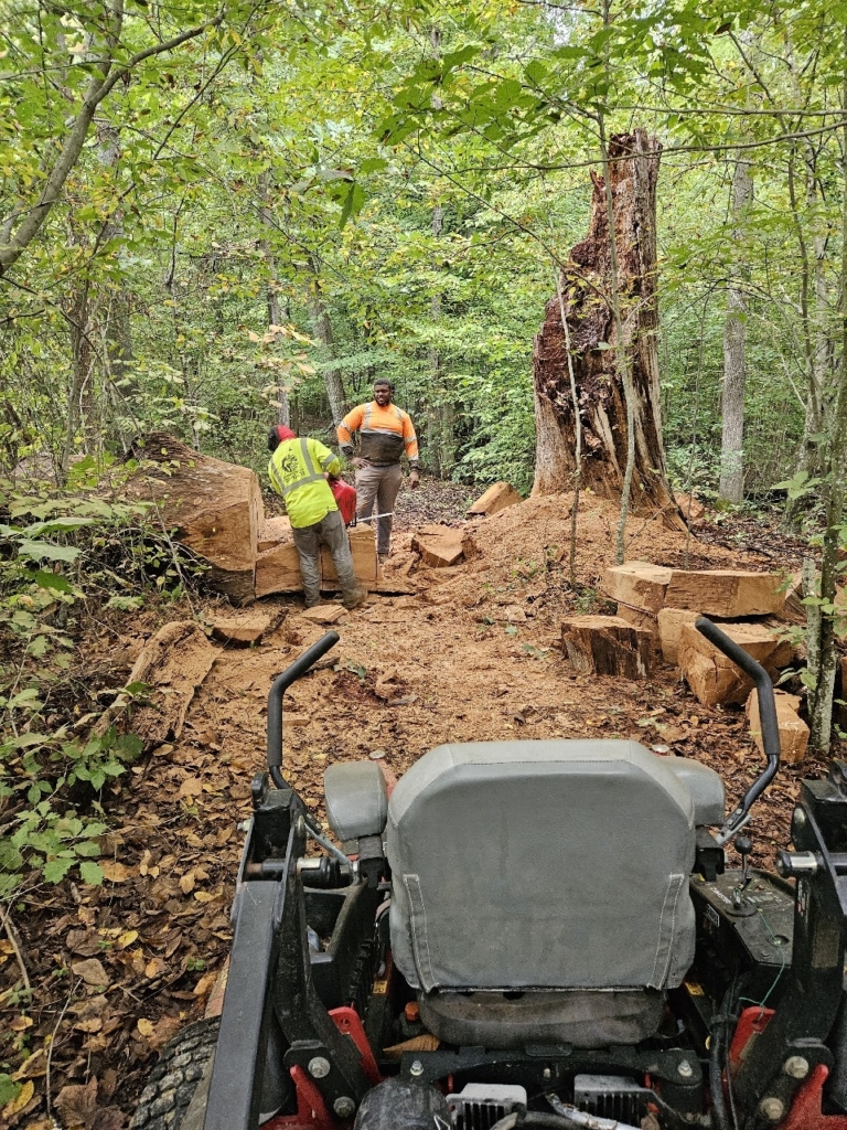 Trail Tree Cut - Lawn Enforcement